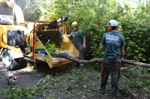 tree services Orange Park